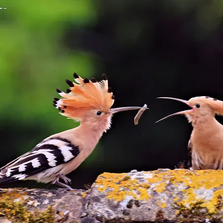 Les Roses Tremieres *