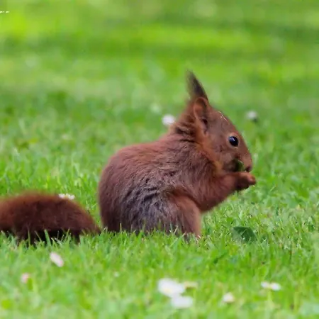 Les Roses Tremieres 펜션